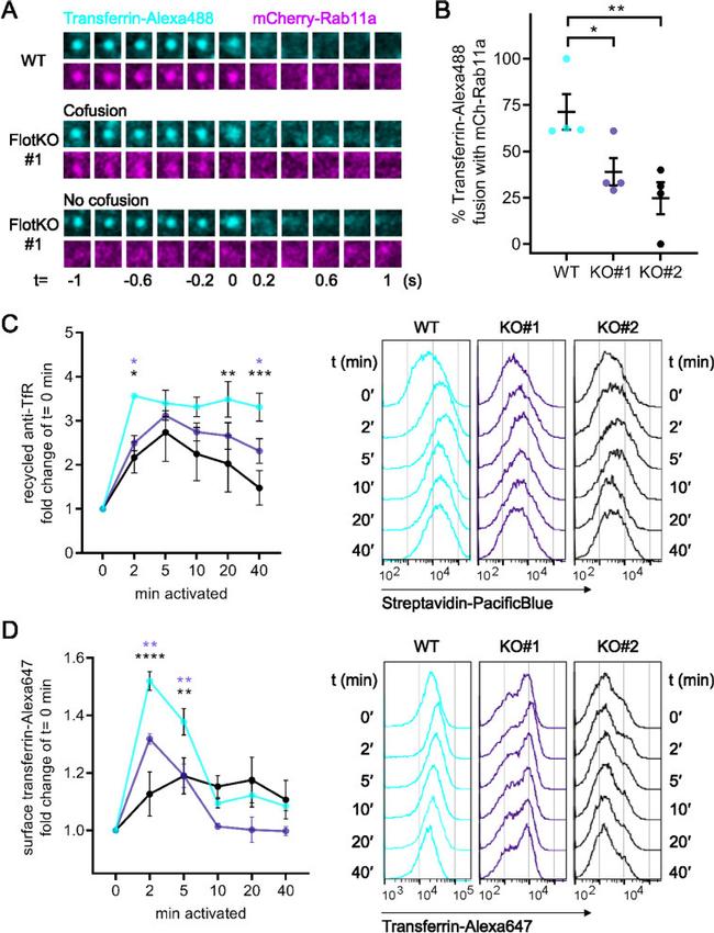 CD71 (Transferrin Receptor) Antibody in Flow Cytometry (Flow)