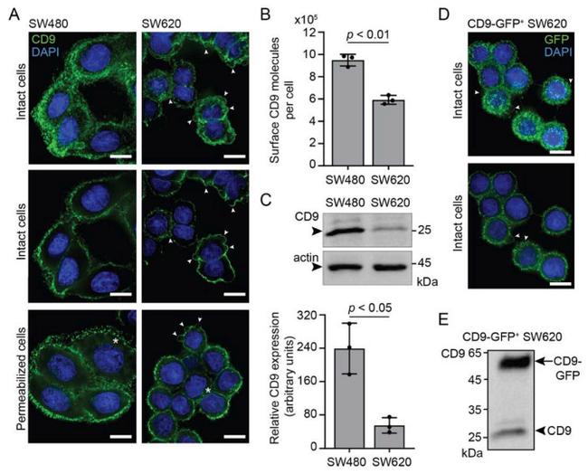 CD9 Antibody in Flow Cytometry (Flow)