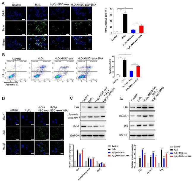 Bax Antibody in Western Blot (WB)