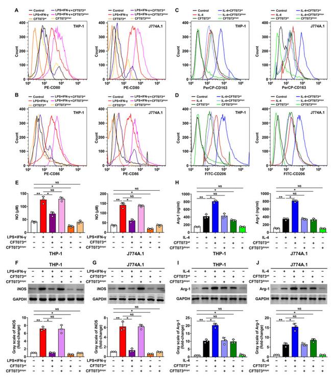 CD163 Antibody in Flow Cytometry (Flow)