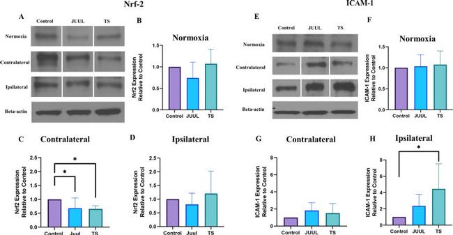 ICAM-1 Antibody in Western Blot (WB)