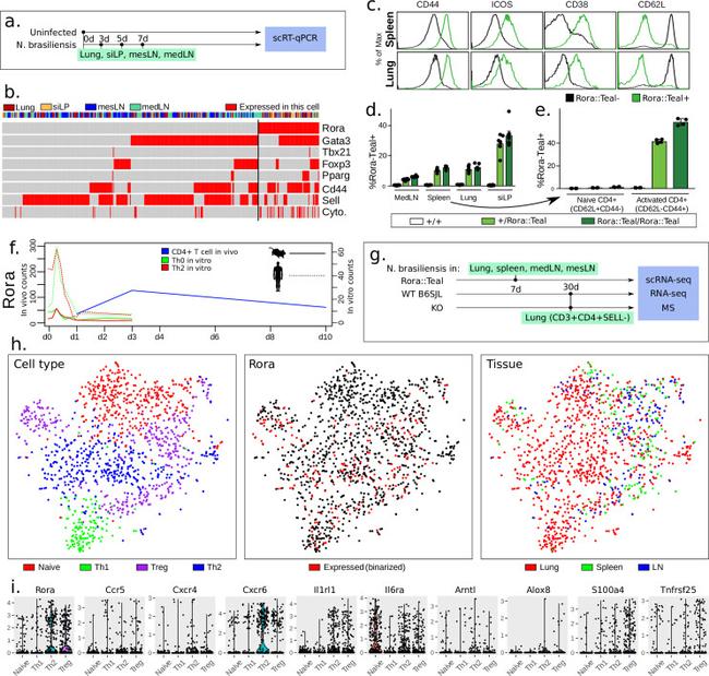 CD4 Antibody in Flow Cytometry (Flow)