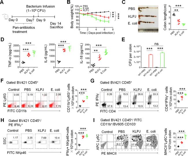 CD4 Antibody in Flow Cytometry (Flow)