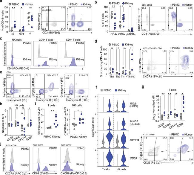 CD4 Antibody in Flow Cytometry (Flow)