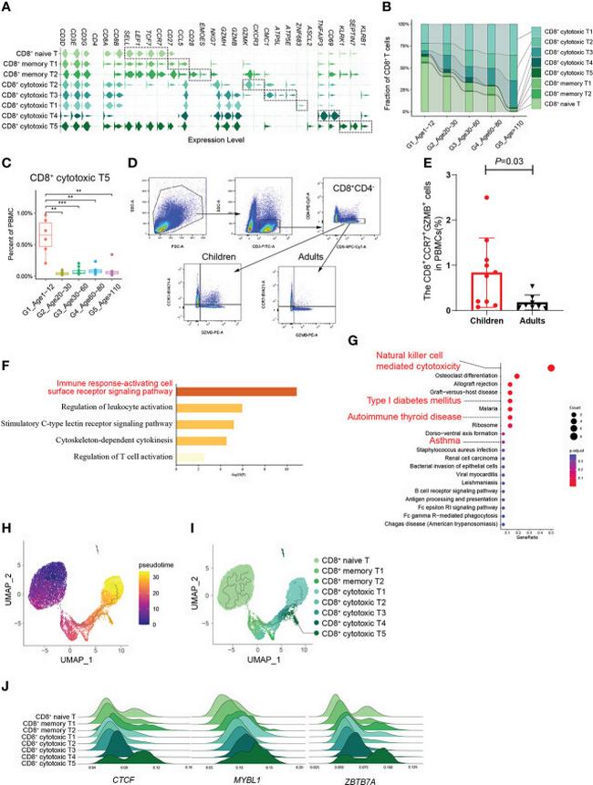 CD4 Antibody in Flow Cytometry (Flow)