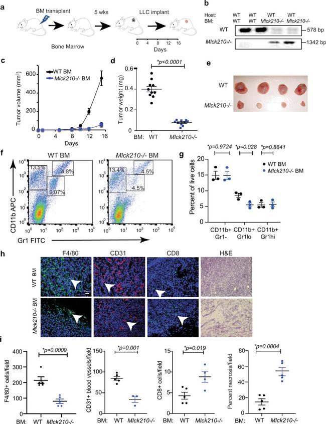 CD11b Antibody in Flow Cytometry (Flow)