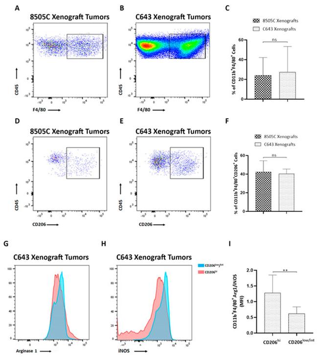 CD11b Antibody in Flow Cytometry (Flow)