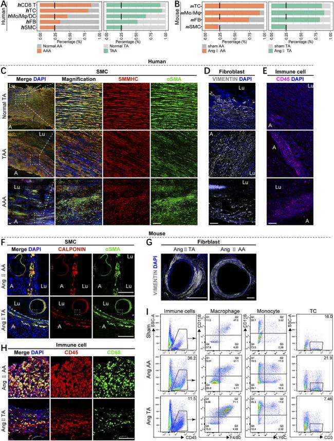 CD11b Antibody in Flow Cytometry (Flow)