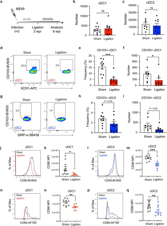 CD86 (B7-2) Antibody in Flow Cytometry (Flow)