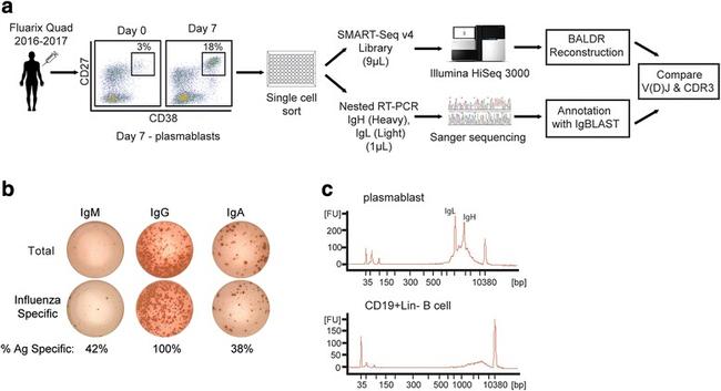 CD27 Antibody in Flow Cytometry (Flow)