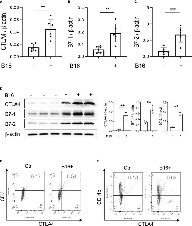 CD152 (CTLA-4) Antibody in Flow Cytometry (Flow)