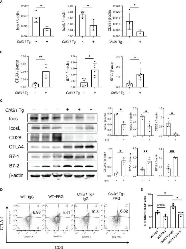 CD152 (CTLA-4) Antibody in Flow Cytometry (Flow)