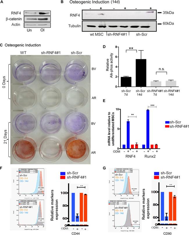 CD44 Antibody in Flow Cytometry (Flow)