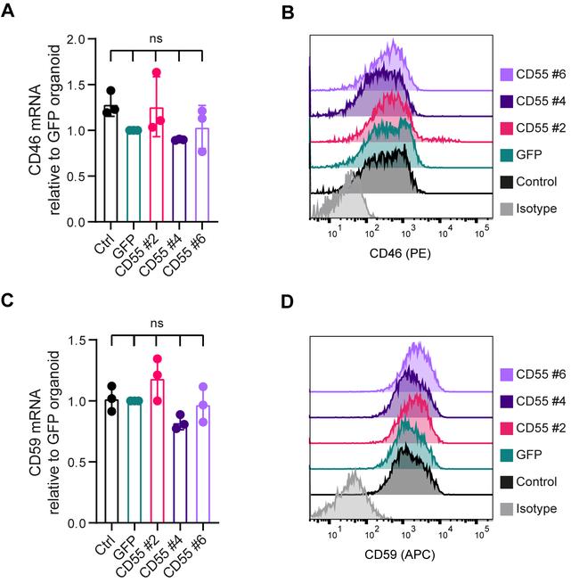 CD46 Antibody in Flow Cytometry (Flow)