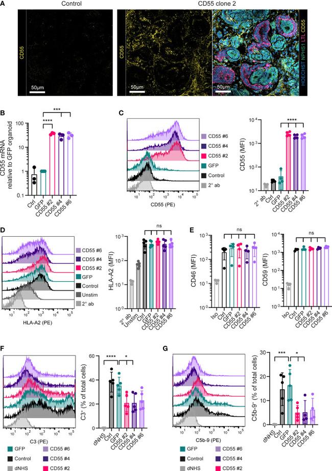 CD46 Antibody in Flow Cytometry (Flow)