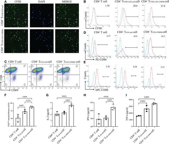 CD69 Antibody in Flow Cytometry (Flow)