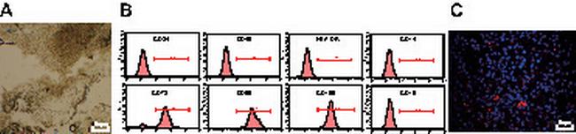 CD73 Antibody in Flow Cytometry (Flow)