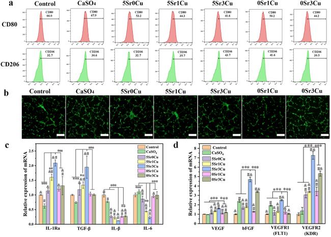 CD206 (MMR) Antibody in Flow Cytometry (Flow)