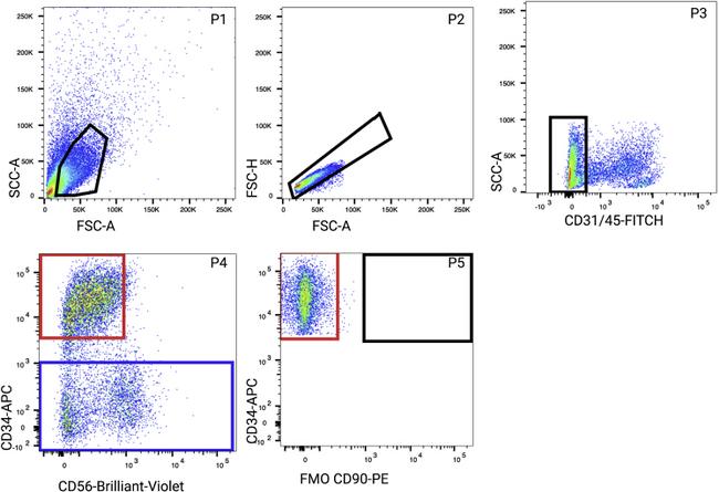 CD90 (Thy-1) Antibody in Flow Cytometry (Flow)