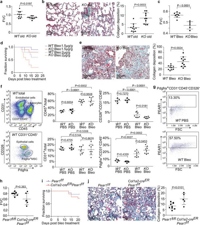 CD140a (PDGFRA) Antibody in Flow Cytometry (Flow)