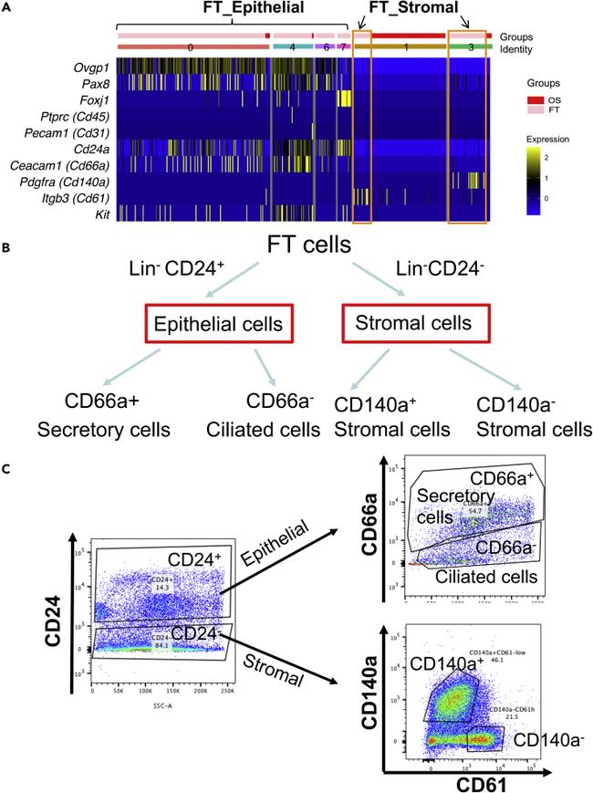 CD140a (PDGFRA) Antibody in Flow Cytometry (Flow)