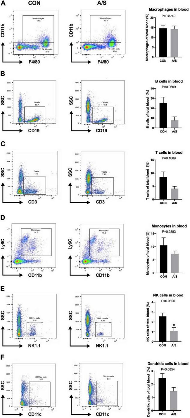 NK1.1 Antibody in Flow Cytometry (Flow)