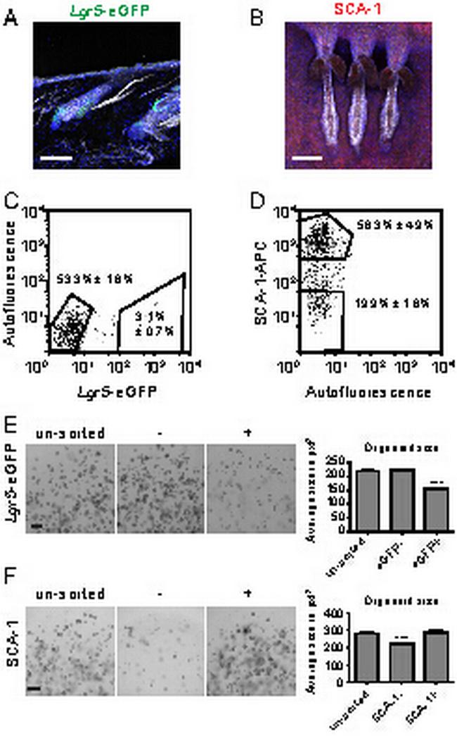 Ly-6A/E (Sca-1) Antibody in Flow Cytometry (Flow)