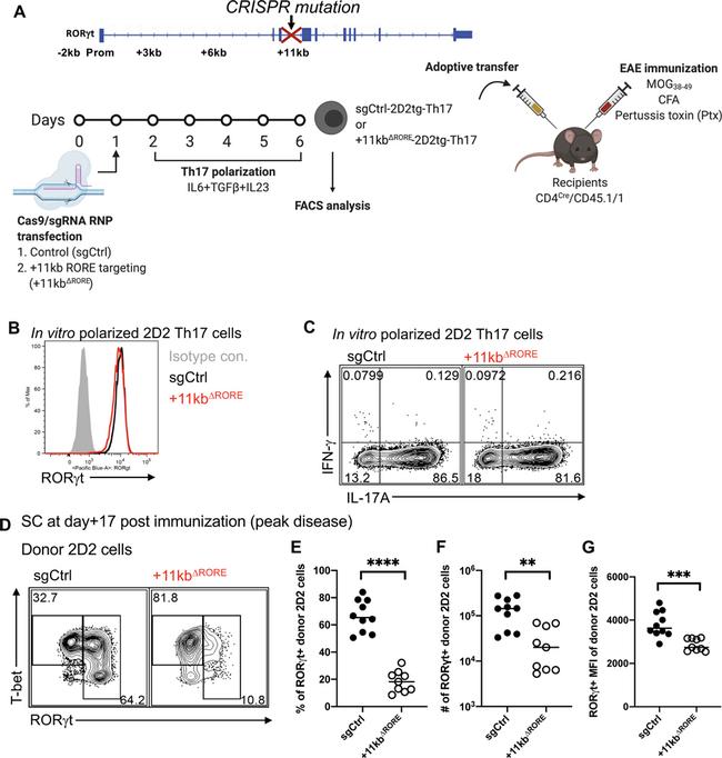 IL-17A Antibody in Flow Cytometry (Flow)