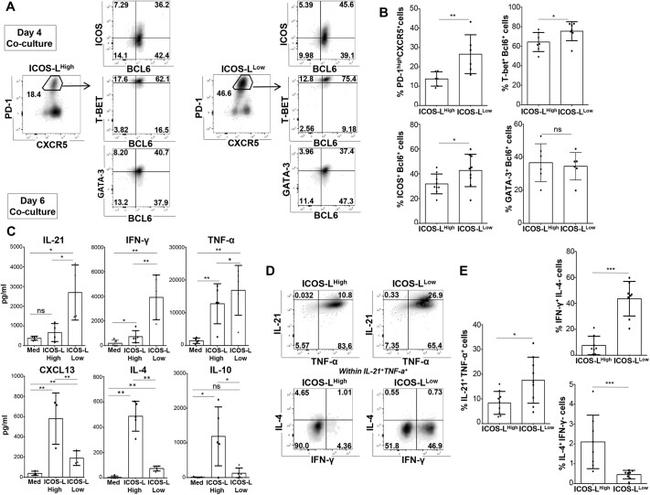 Gata-3 Antibody in Flow Cytometry (Flow)