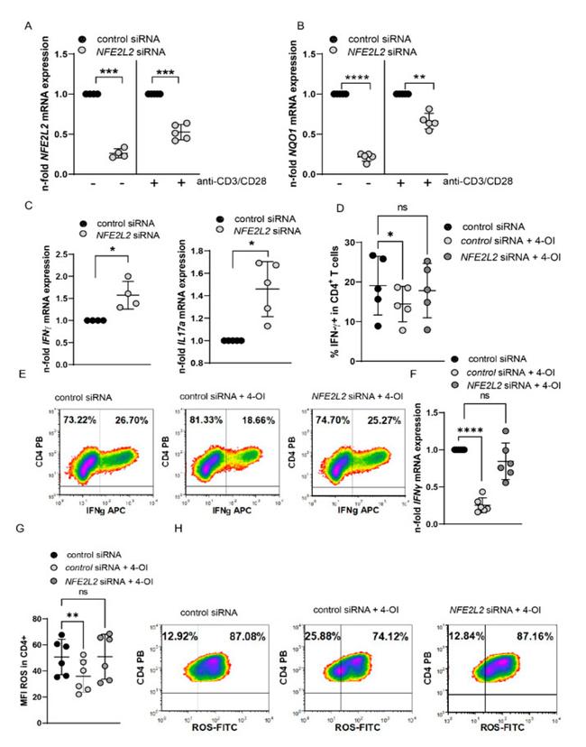 IFN gamma Antibody in Flow Cytometry (Flow)