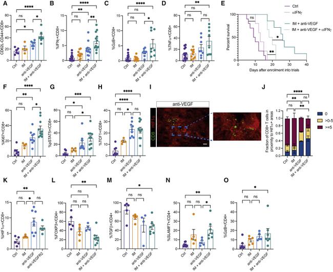 FOXP3 Antibody in Flow Cytometry (Flow)