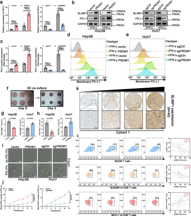 Granzyme B Antibody in Flow Cytometry (Flow)