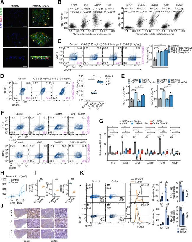 CD206 (MMR) Antibody in Flow Cytometry (Flow)