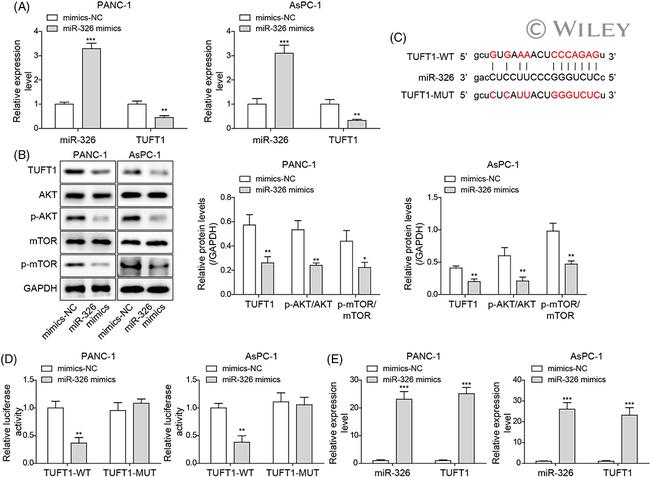 mTOR Antibody in Western Blot (WB)