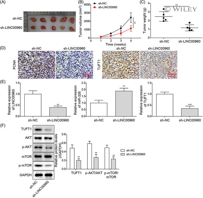 mTOR Antibody in Western Blot (WB)