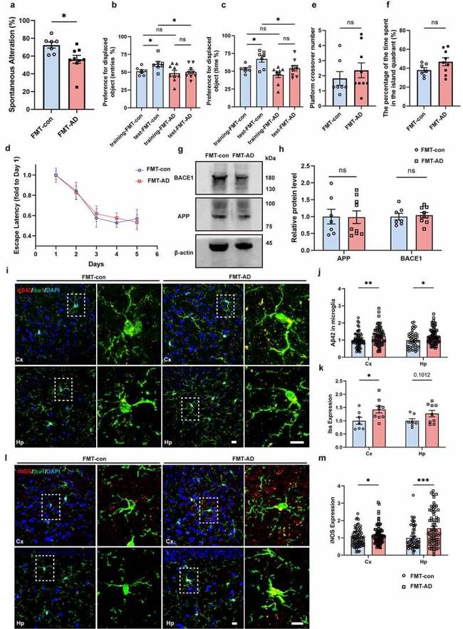 beta Amyloid Antibody in Western Blot (WB)