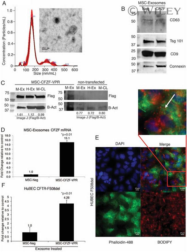 beta Actin Antibody in Western Blot (WB)