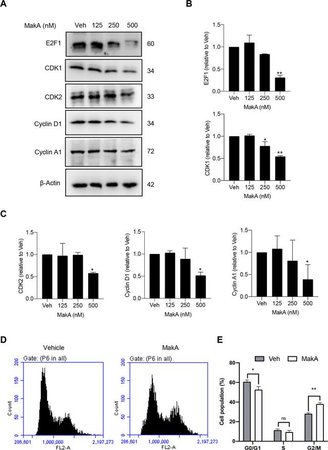 Cyclin D1 Antibody in Western Blot (WB)