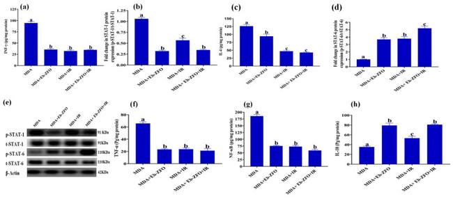 STAT1 Antibody in Western Blot (WB)