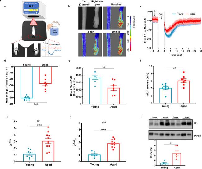 GAPDH Antibody in Western Blot (WB)