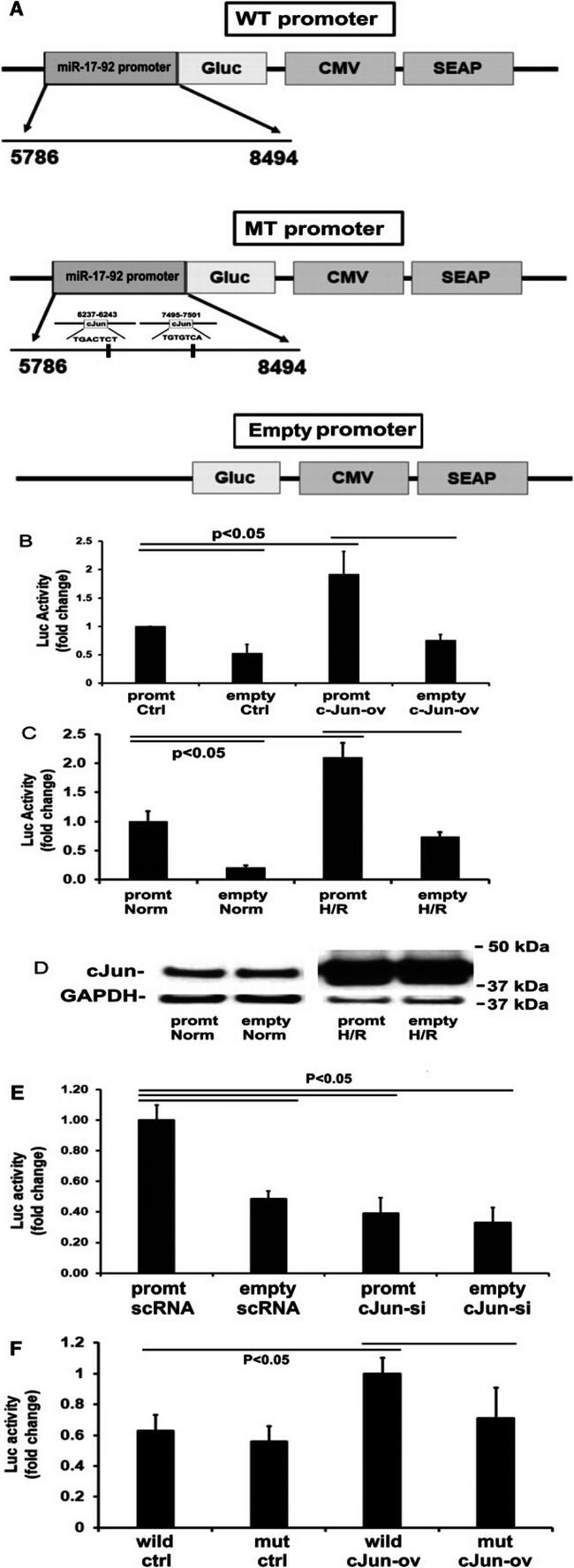 GAPDH Antibody in Western Blot (WB)