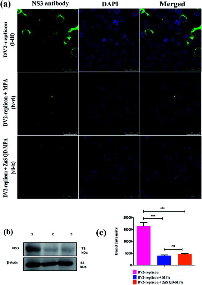 Dengue Virus Type 2 NS3 Antibody in Western Blot, Immunocytochemistry (WB, ICC/IF)