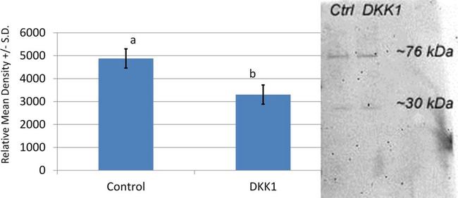 Goat IgG (H+L) Secondary Antibody in Western Blot (WB)