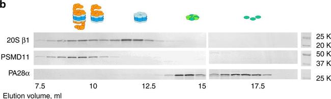 Rabbit IgG (H+L) Cross-Adsorbed Secondary Antibody in Western Blot (WB)