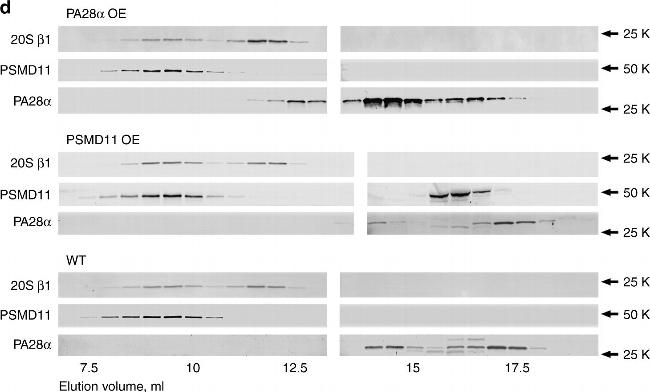 Rabbit IgG (H+L) Cross-Adsorbed Secondary Antibody in Western Blot (WB)