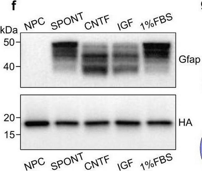 Mouse IgG (H+L) Secondary Antibody in Western Blot, Immunohistochemistry (WB, IHC)