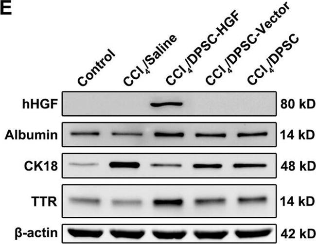 Mouse IgG (H+L) Secondary Antibody in Western Blot (WB)