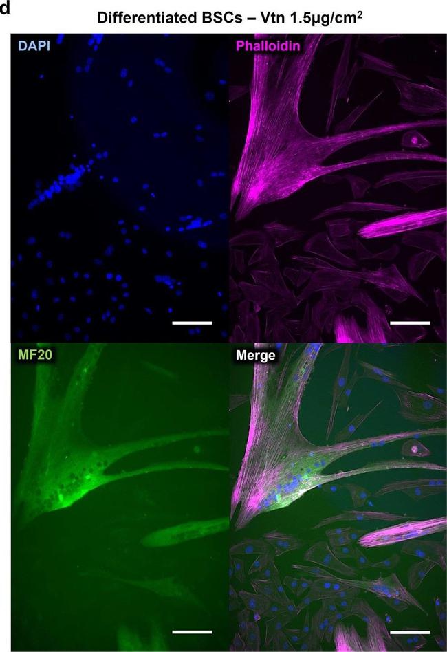 Mouse IgG (H+L) Cross-Adsorbed Secondary Antibody in Immunocytochemistry (ICC/IF)