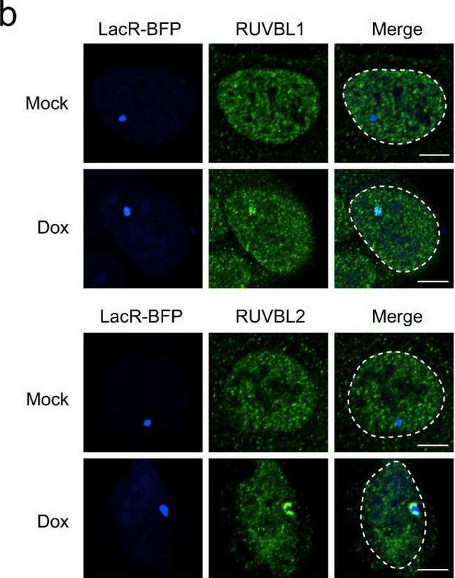 Mouse IgG (H+L) Cross-Adsorbed Secondary Antibody in Immunocytochemistry (ICC/IF)