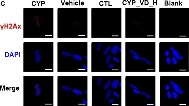 Mouse IgG (H+L) Cross-Adsorbed Secondary Antibody in Immunocytochemistry (ICC/IF)